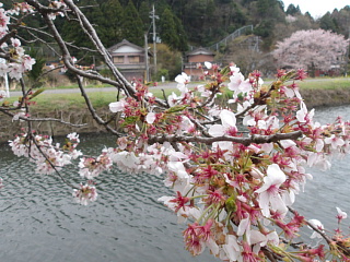 4月9日の余呉湖の桜です。