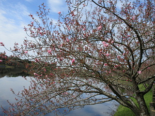 4月13日の日野川ダムの八重桜です。