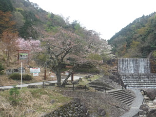 4月13日のうそがわダムの桜です。
