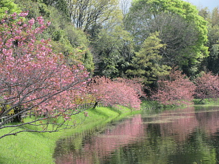 4月16日のひのがわダムの八重桜です。