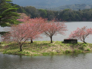 4月16日のひのがわダムの八重桜です。