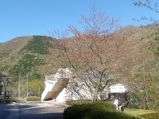 4月16日の姉川ダムの桜です。