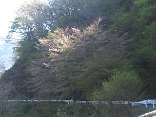 4月16日の姉川ダムの桜です。
