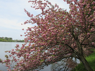 4月22日のひのがわダムの八重桜です。