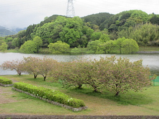 4月27日の日野川ダムの八重桜です。