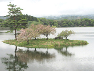 4月27日の日野川ダムの八重桜です。