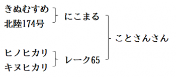 ことさんさんの来歴