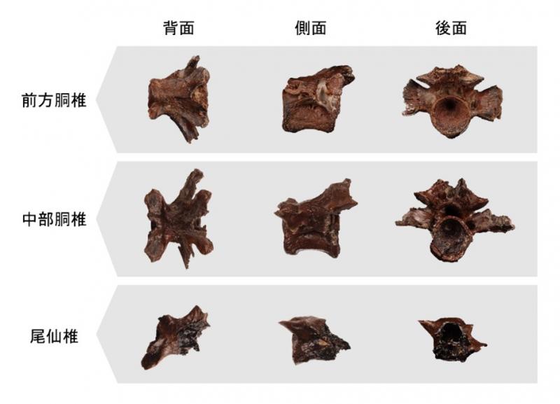 アジムオオサンショウウオの化石。3つの椎骨は大きさや発見場所が異なることから、それぞれ別個体のものと考えられる。