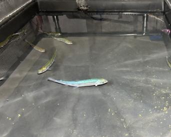 コバルトビワマスの写真2