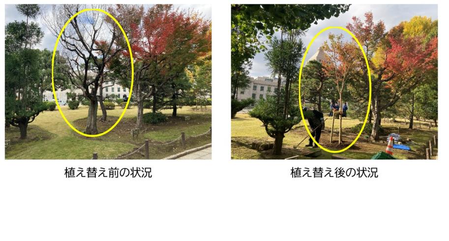 植え替え前後の状況