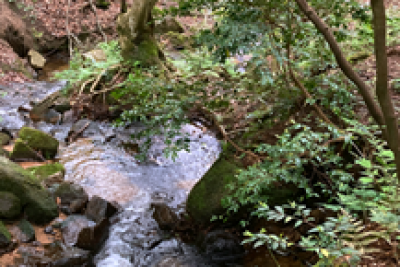山門水源の森
