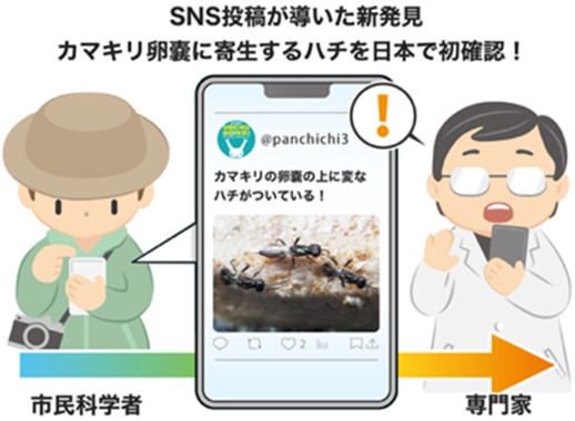 SNS投稿が導いた新発見 カマキリ卵嚢に寄生するハチを日本で初確認!