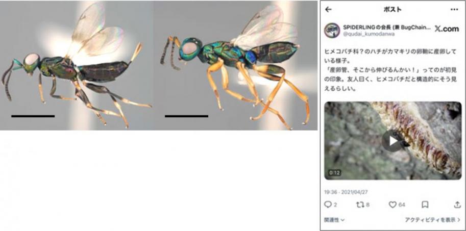提供された標本およびSNS上の写真