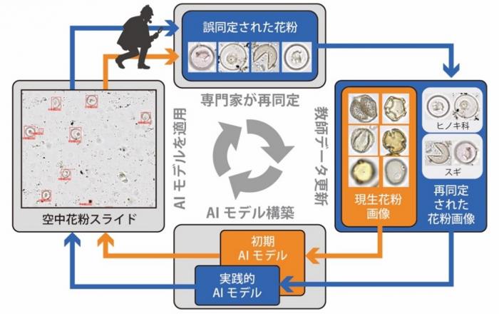 AI自動花粉同定システム