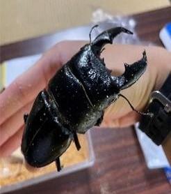 昆虫の写真