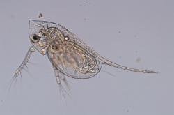 プランクトンの写真