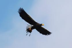 鳥の写真