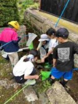 小川で生き物観察の写真