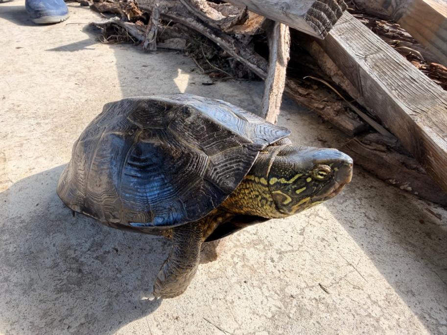 クサガメ