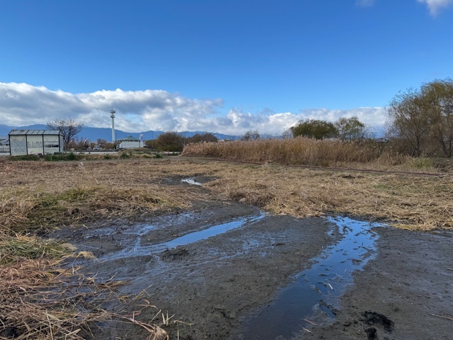 水抜き、ヨシ刈り後で泥かき前の様子