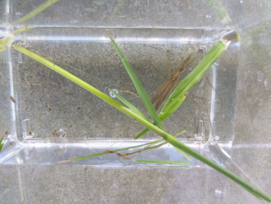 ミズカマキリ