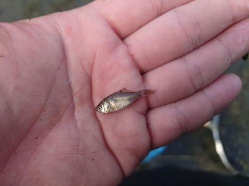 フナの稚魚