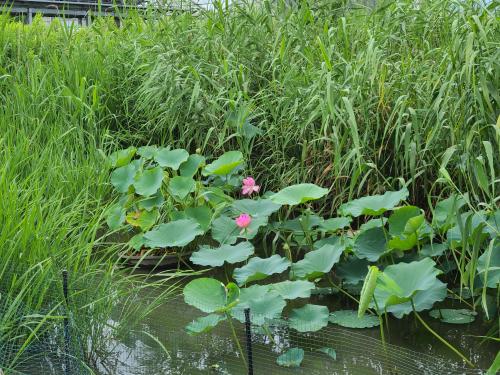 ついにハスが開花!