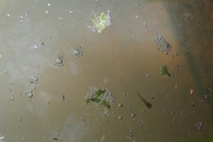フナ稚魚