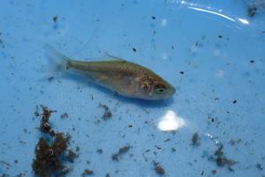 フナ稚魚