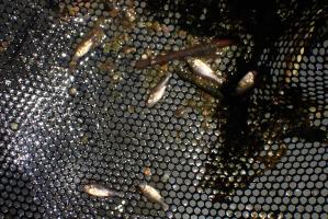 フナ稚魚多数