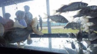フナ稚魚写真