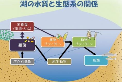 湖の水質と生態系