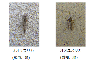 オオユスリカ