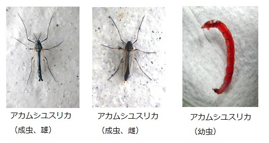 アカムシユスリカ