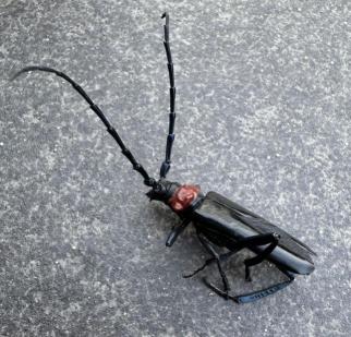 クビアカツヤカミキリ（発見者提供）