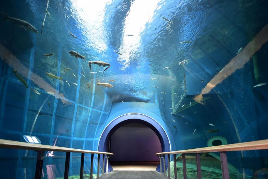 琵琶湖博物館トンネル水槽