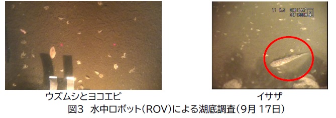 ROV