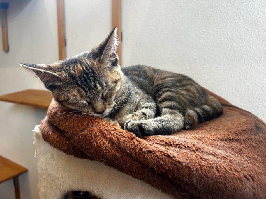 ねこ2