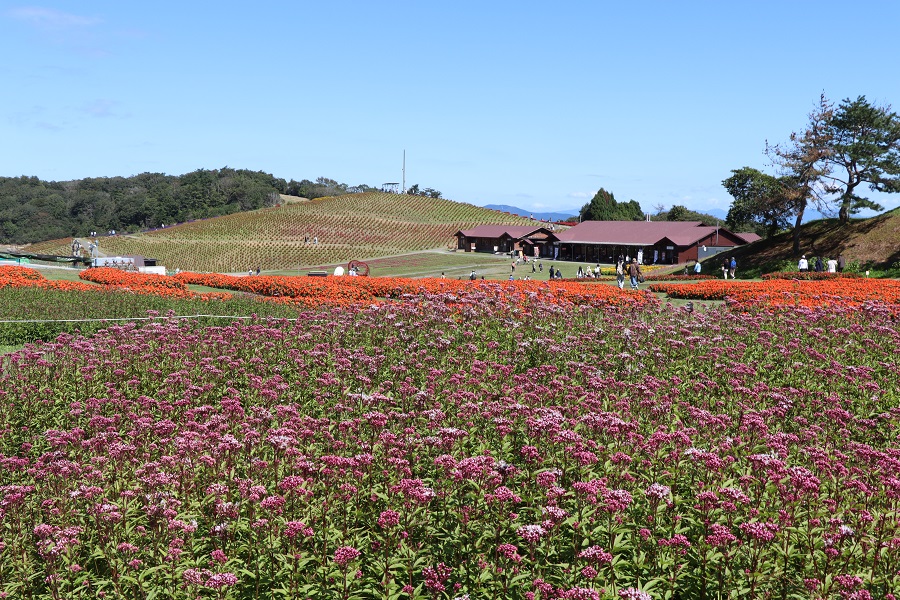 フジバカマの花畑