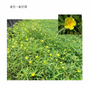 季節変化(秋)