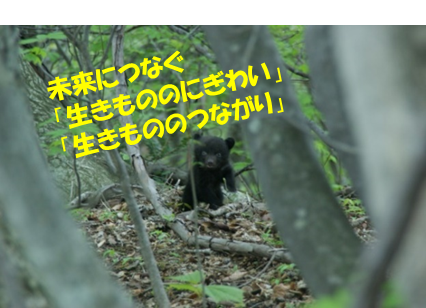 子グマ