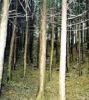 手入れ不足森林の写真