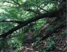 米原市東草野の山村景観(実施前)