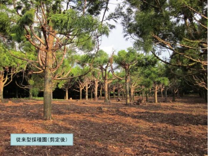 従来型採種園(剪定後)