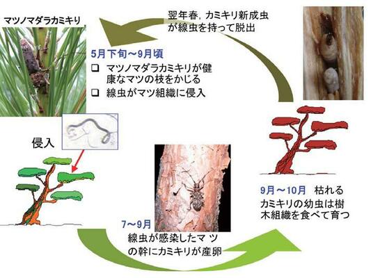 マツノマダラカミキリの生活・線虫感染とマツ枯れの関係