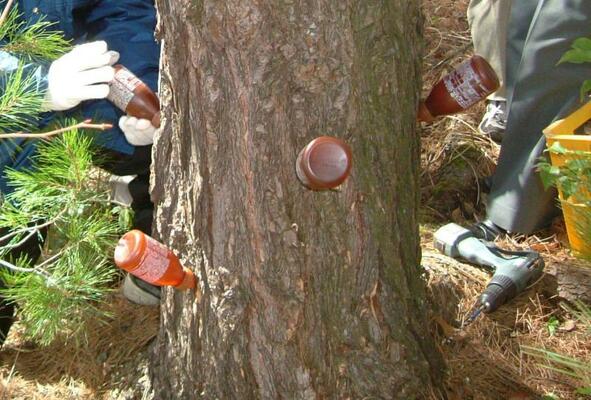 樹幹注入