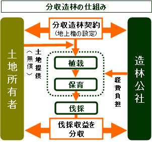 分収造林契約