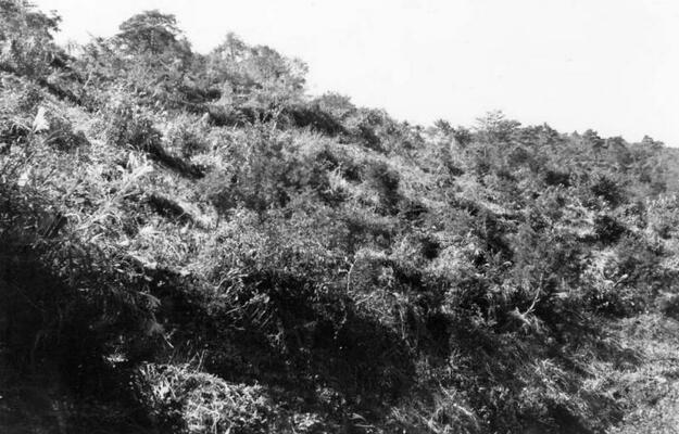 伊吹町弥高(原生林)写真