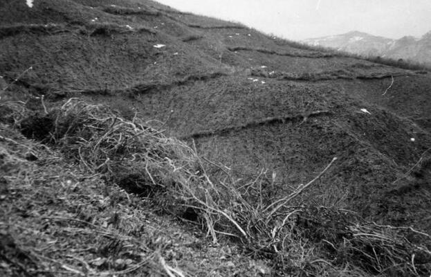 マキノ町(現高島市)在原(植栽完了)写真