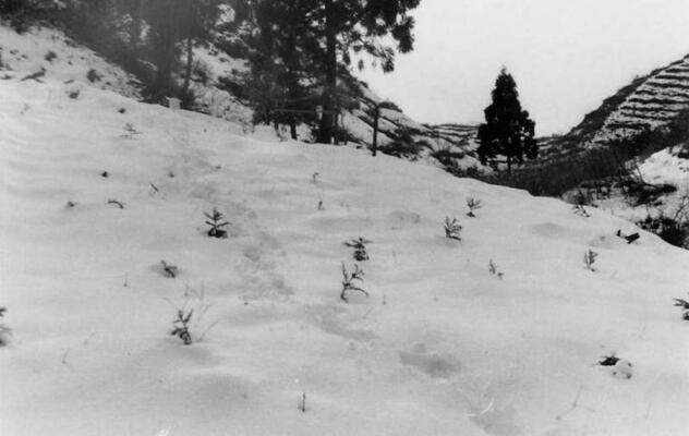 余呉町中河内(積雪期の状況)写真